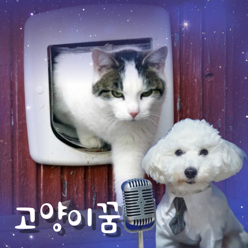 고양이가 집에 들어오는꿈 의미 다양한 사례별 해몽