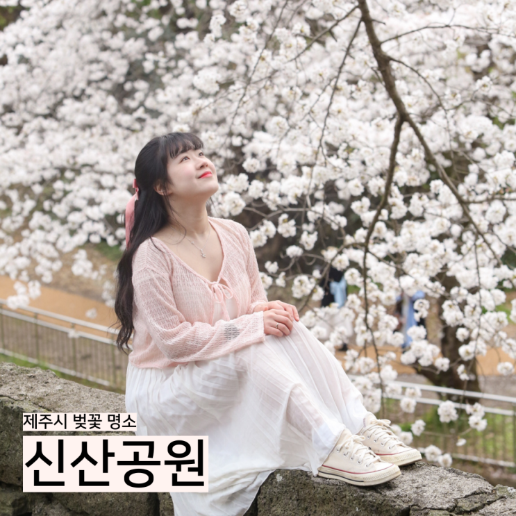  제주시 벚꽃 명소, 다양한 벚꽃 스팟 가득한 신산공원 실시간