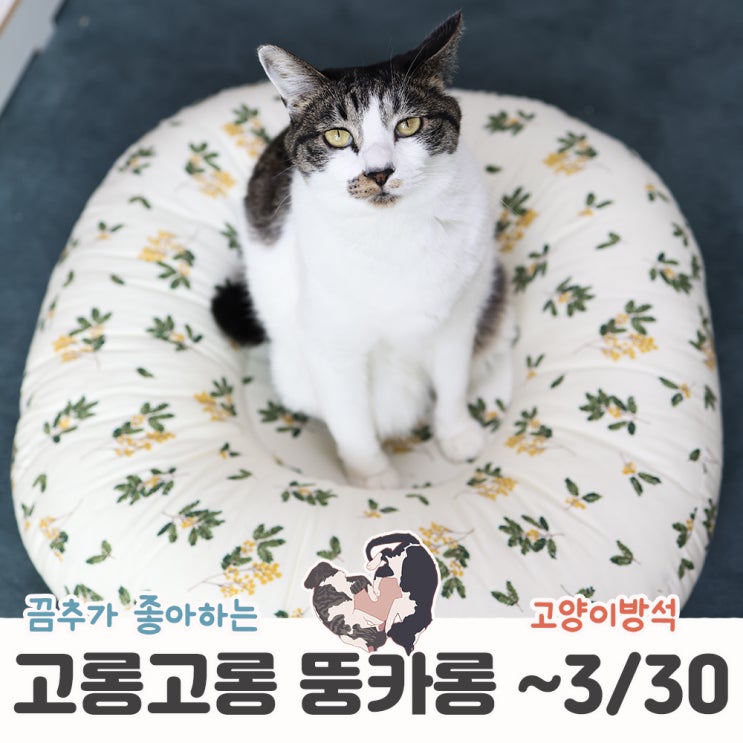  고양이방석 고롱고롱 뚱카롱 프리오더진행중 리얼리뷰