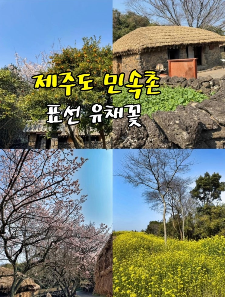  아기랑제주도 제주민속촌 제주도 동쪽 유채꽃 명소