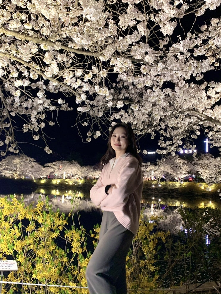  경상도 대구 근교 벚꽃 명소 김천 연화지 실시간 개화 주차장