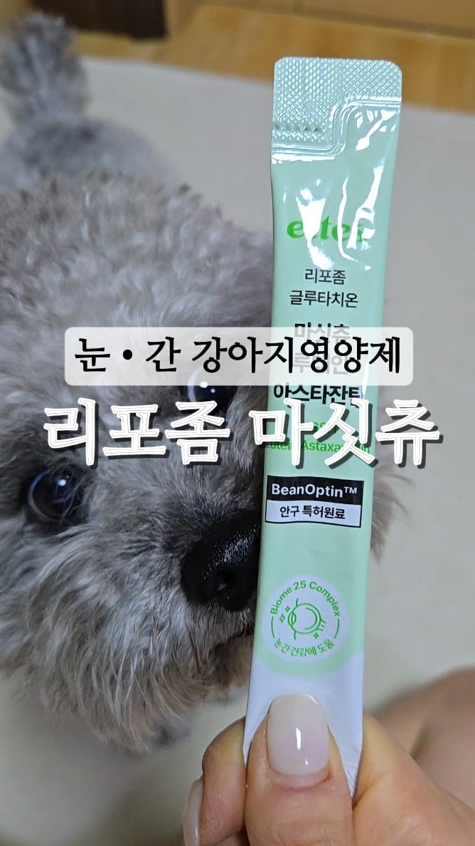 실버푸들 강아지 눈 간 영양제 엣츠 리포좀 마싯츄 내돈내산 리뷰(눈물, 눈곱)