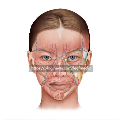  [Facial Anatomy Illustration] 표정근과 안면신경 분포 – 메디컬 일러스트 작업기