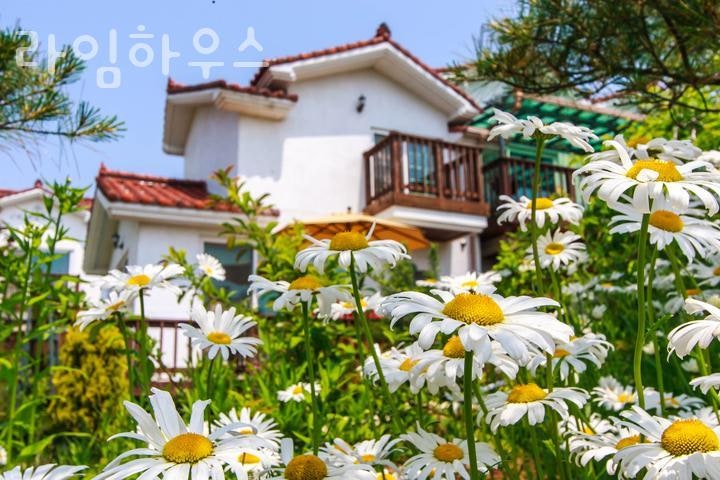 라임하우스 사진 5