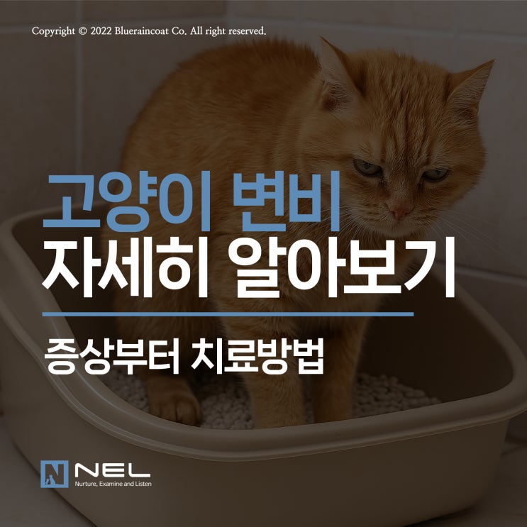  [넬동물의료센터] 화장실에서 불편해하는 우리 고양이, 혹시 변비일까?
