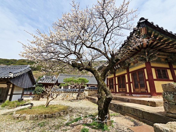  해남 두륜산 천년고찰 대흥사 ‘대흥매(大興梅)’ 환한 꽃등, 왕벚꽃 축제도 열려