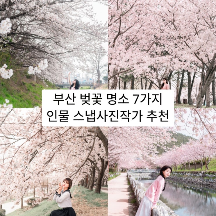  봄 여행지 부산 벚꽃 명소 7가지 스냅사진작가 추천