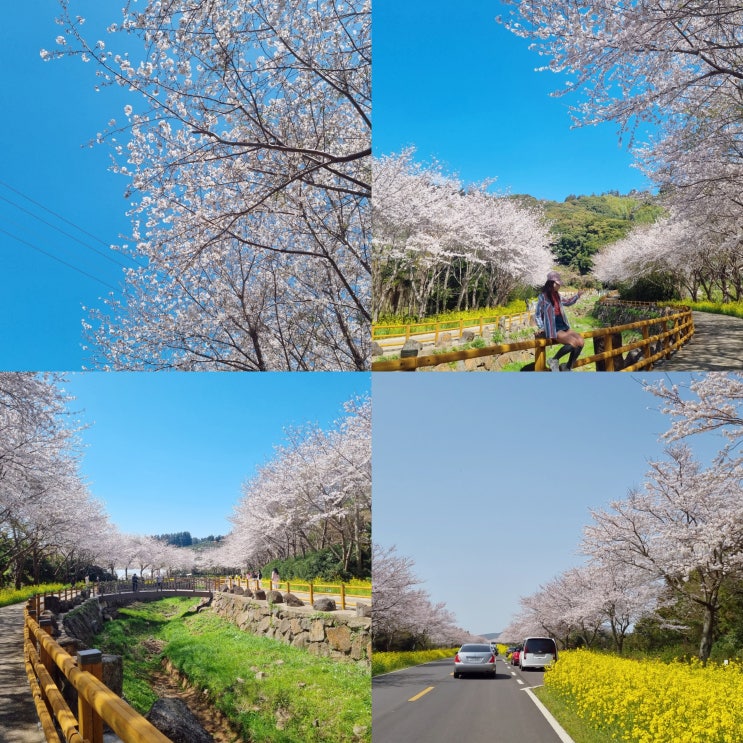  제주도 벚꽃 명소 BEST 5, 예래생태공원 제주 녹산로 한라수목원 외