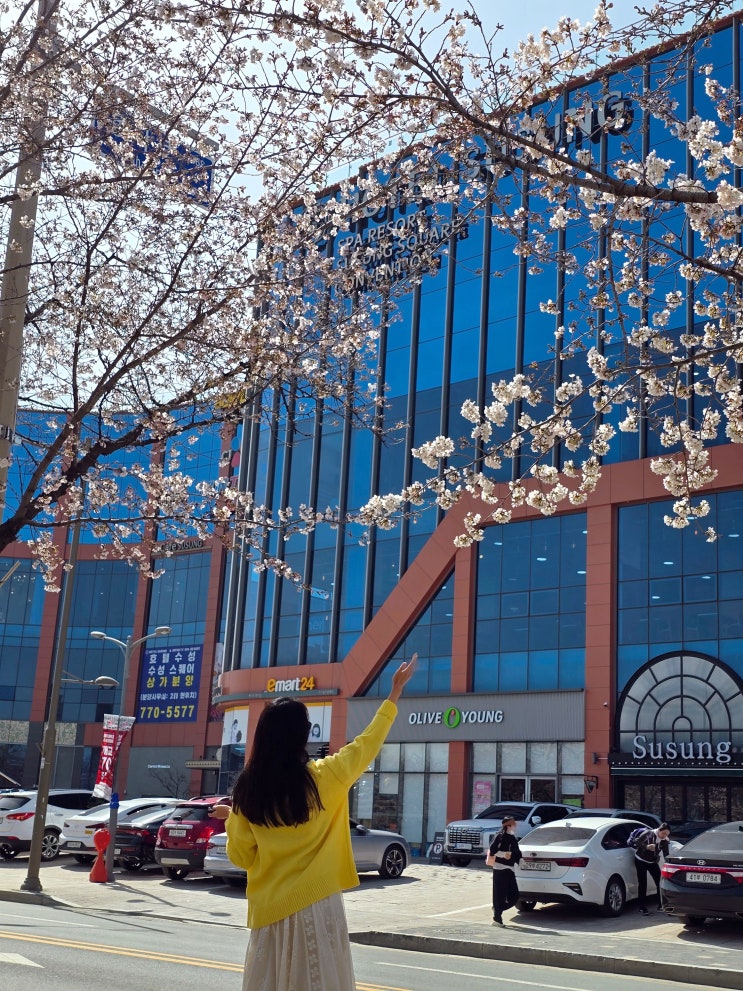  대구 수성못 산책 아르떼 수성랜드까지, 대구 벚꽃 명소 실시간 만개!