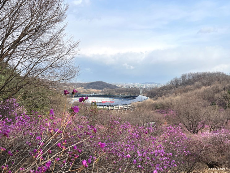 부천 원미산 진달래 동산 축제 개화 상황, 원미산 등산 코스 부천 원미산 진달래 동산 축제 개화 상황, 원미산 등산 코스