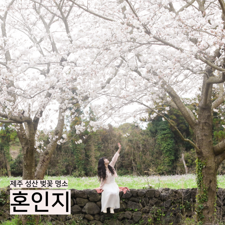  제주 동쪽 벚꽃 명소, 성산벚꽃스팟 혼인지 실시간 개화현황