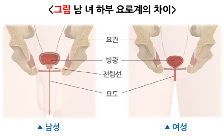  요도 배뇨와 성기능의 교차로 남자 여자