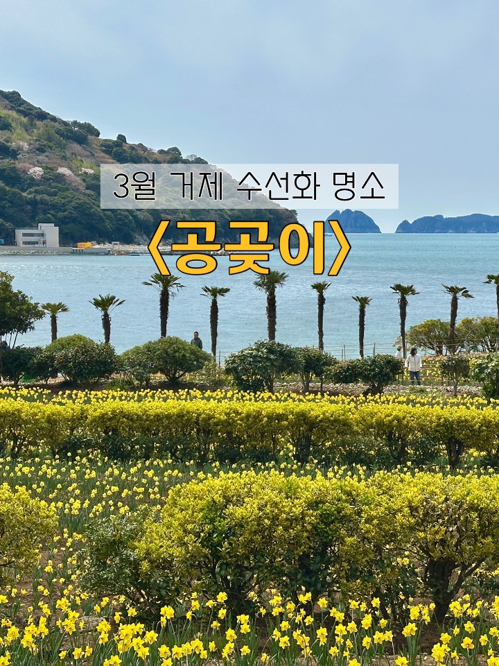  3월 4월 거제 가볼 만한 곳 : 공곶이 수선화 축제 실시간 개화율, 셔틀버스