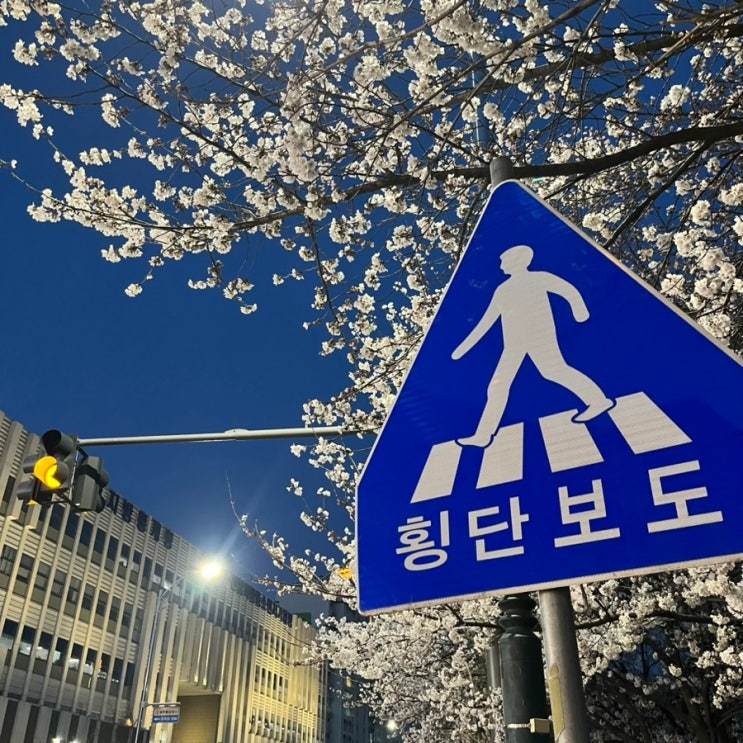  광주 벚꽃명소 추천 광주천 벚꽃 개화 실시간 상황