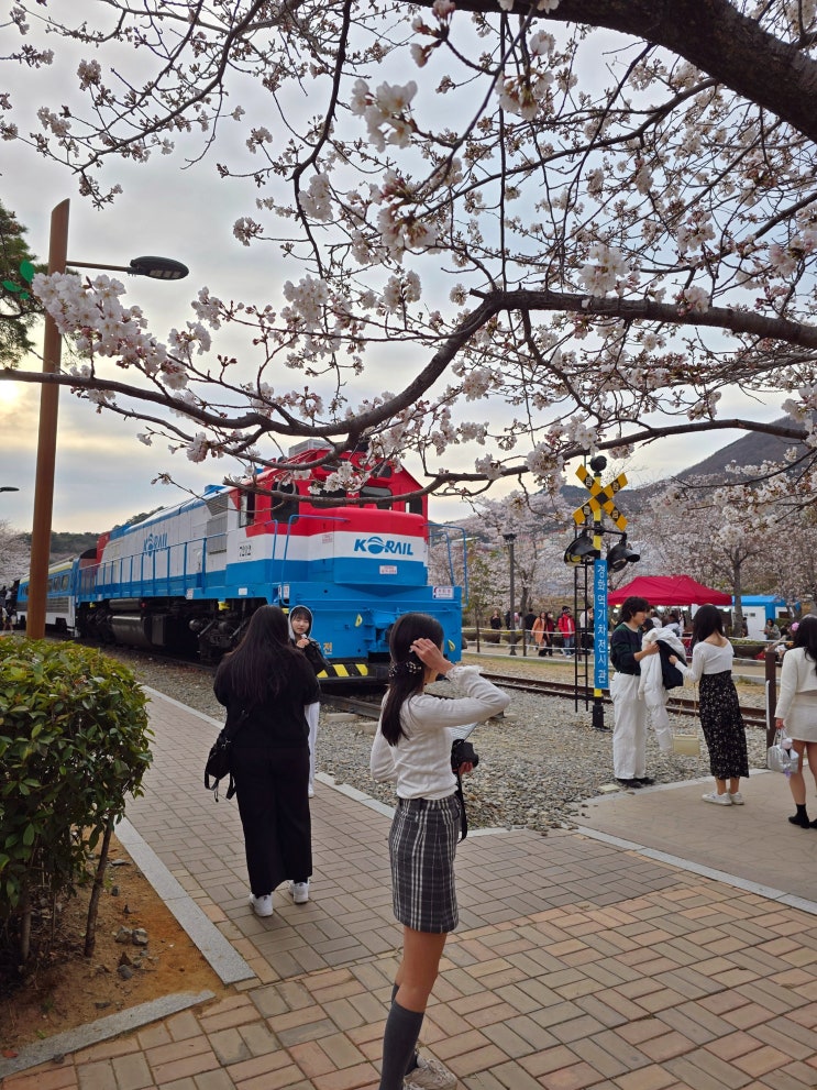  진해군항제 벚꽃축제, 진해 벚꽃 명소 경화역 실시간 개화