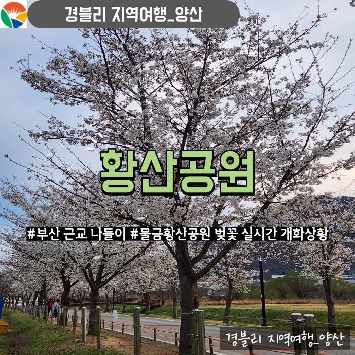  부산근교나들이추천 물금벚꽃축제취소 벚꽃개화상황 '황산공원'
