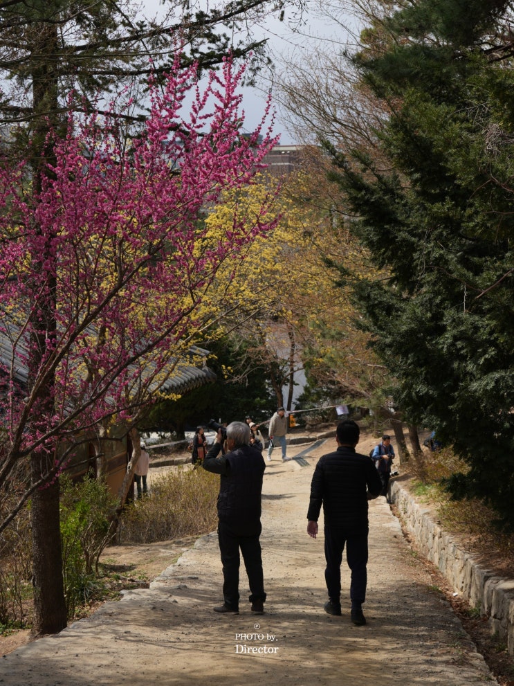  서울 봄꽃 명소 봉은사, '홍매화가 이렇게 화려할 줄이야'