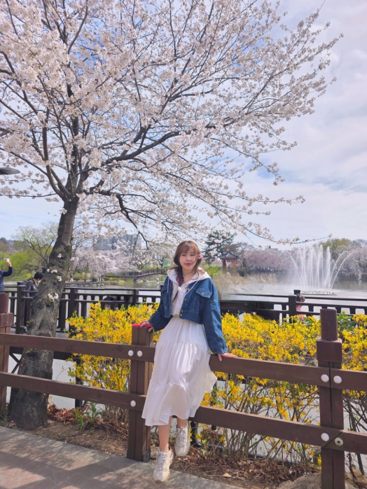  창녕 연지못 만년교 벚꽃의 향연 주차꿀팁 