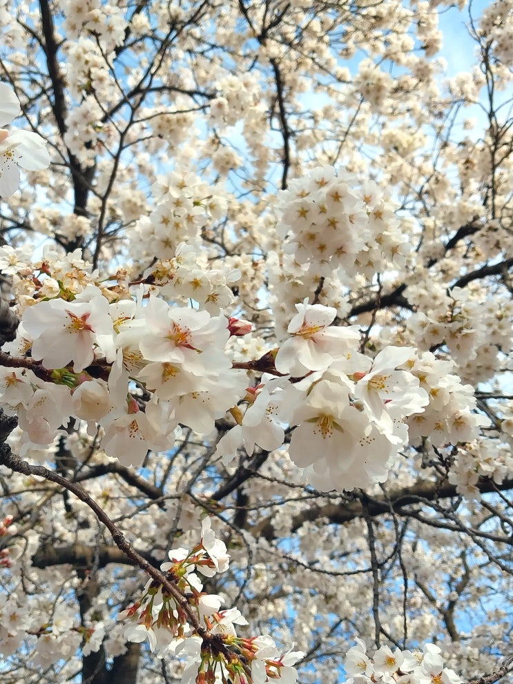  경주 벚꽃 김유신 장군묘 3월 30일 실시간 개화상황 정보 주차
