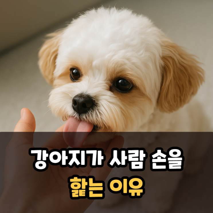  강아지가사람손을핥는이유