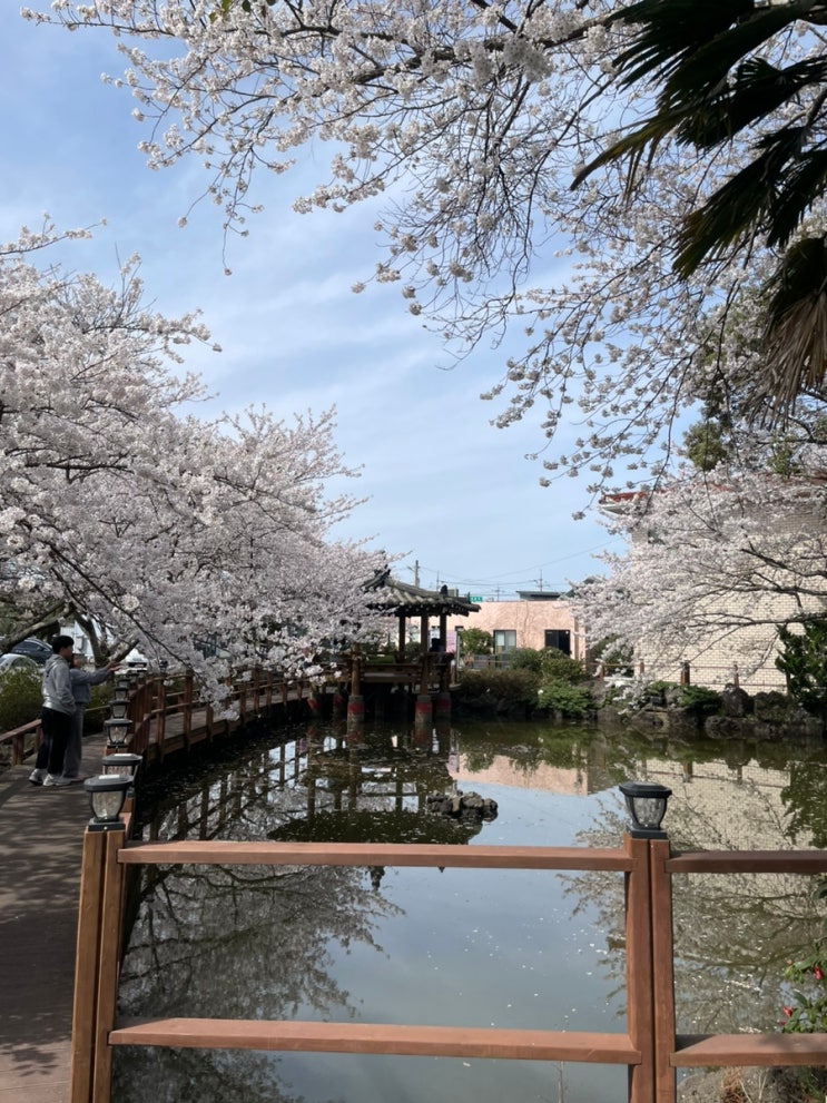  [#] 2025.03.30 제주도 동쪽 벚꽃 스팟 실시간 개화 현황