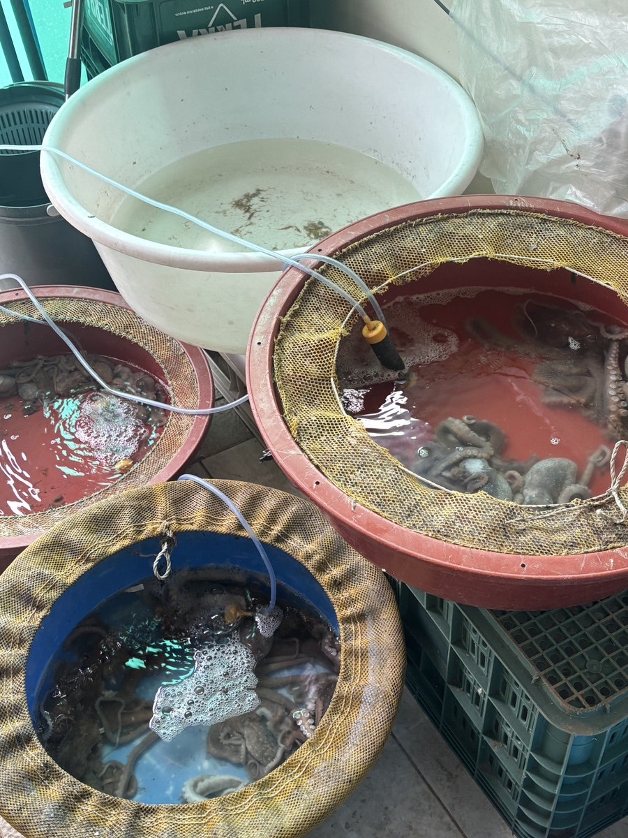 황금바다 사진 5