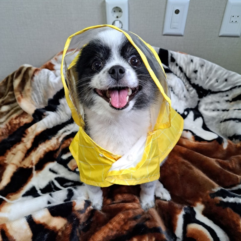 다이소 강아지 우비 후기 ☔ 5kg 포메라니안에게 딱 맞는 귀여운 우비!