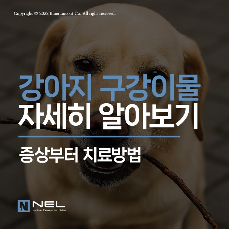  [넬동물의료센터] 갑자기 심해진 강아지 입냄새, 구강 내 이물질을 확인해보세요!