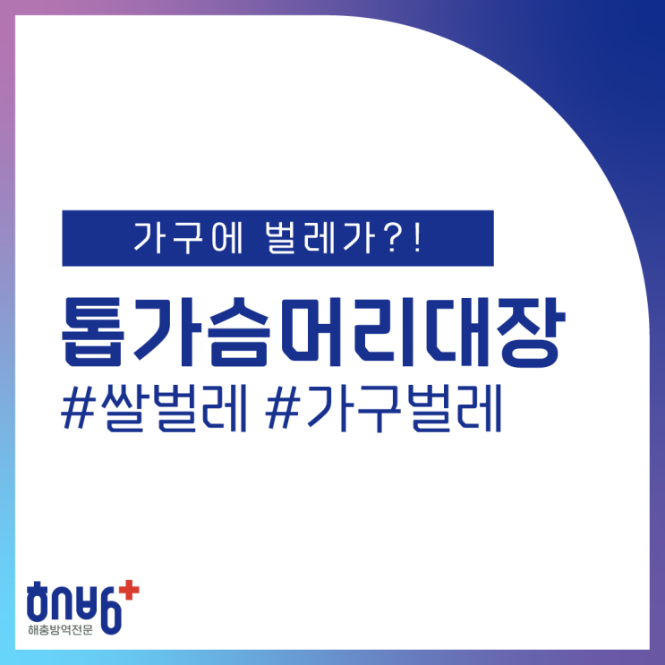  쌀벌레 톱가슴머리대장 가구벌레 퇴치 없애는법