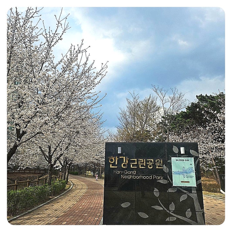  [대구벚꽃개화상태] 대구벚꽃명소 한강근린공원