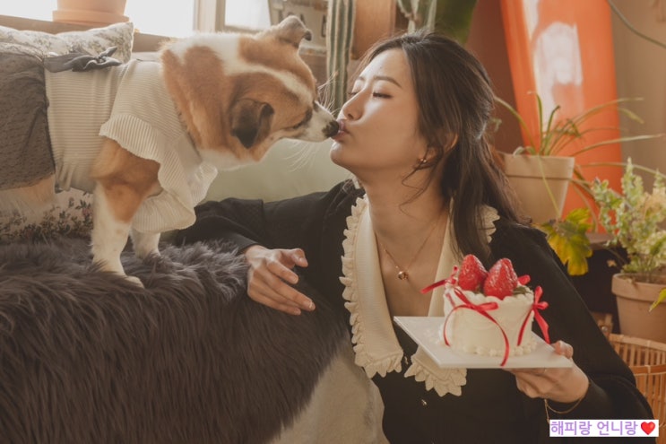  서울 송파 강아지 증명사진 잇츠미스튜디오, 개족사진 추천