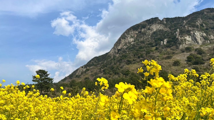  [2025년 3월 31일] 제주 산방산유채꽃은 역시나 예쁘다:)