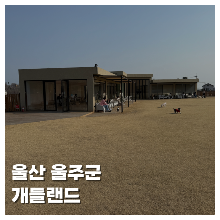  [PET]울산 서생 애견카페 추천 대형 애견카페 강아지 놀기 좋은 애견카페 추천 개들랜드 주차 위치 운영시간 강아지랑 여행 어때?