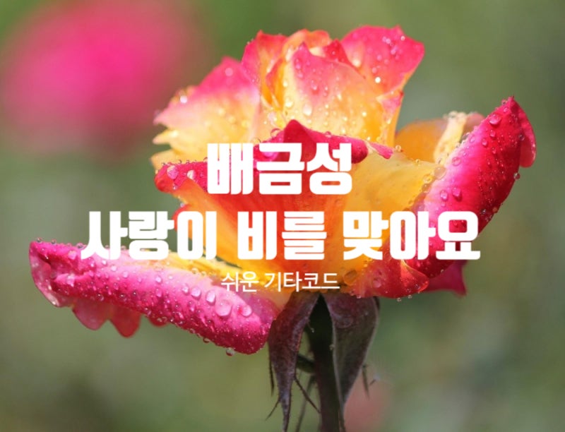 트로트 기타코드 배금성 2편- '사랑이 비를 맞아요' 가사, 쉬운 기타코드 +코드표