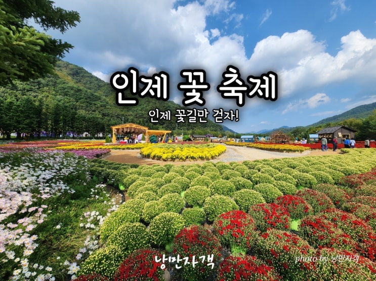  인제 가을꽃축제 2025 기간·장소·가는길·기본정보·프로그램·입장료 총정리