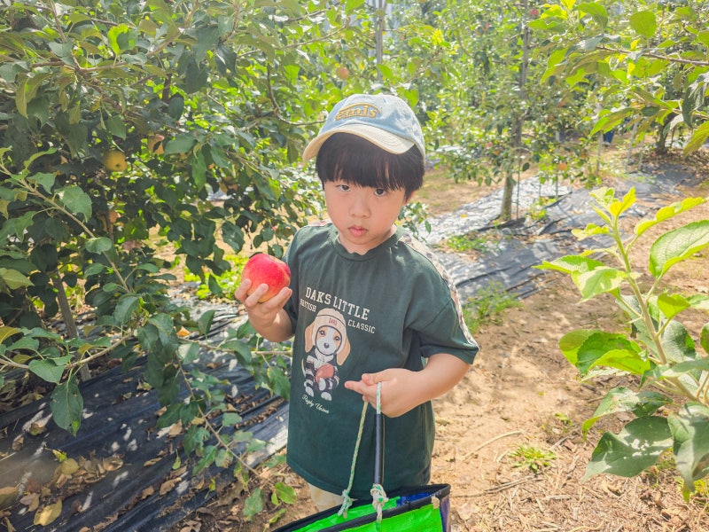 경기도 파주 사과따기 체험 꿈꾸는사과농장