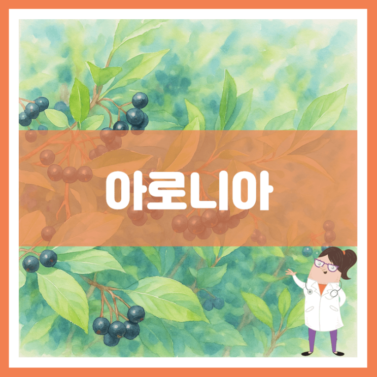  아로니아 효능 부작용 보관방법