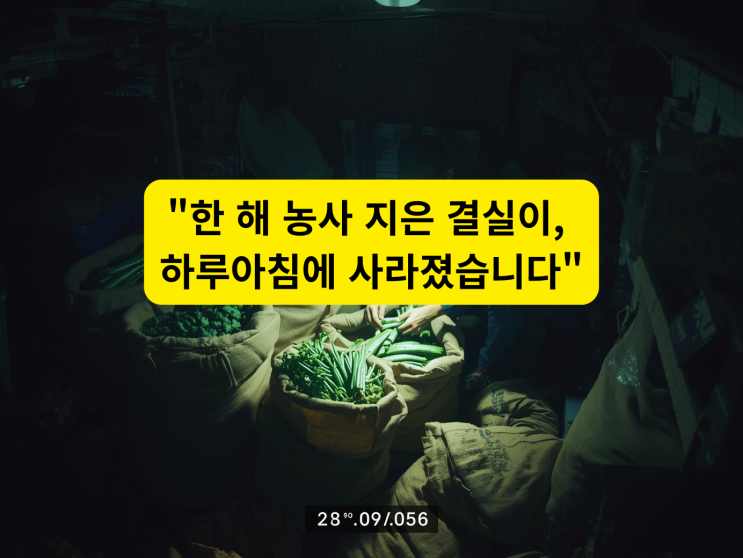  “밤마다 사라지는 수확물… 농막CCTV가 범인을 잡았습니다”