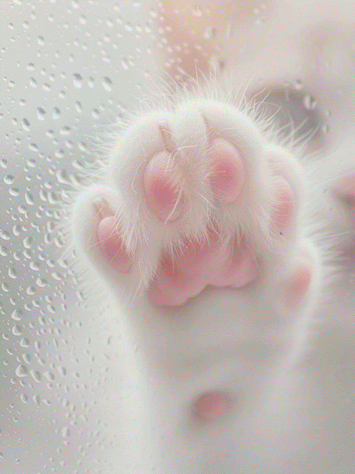  고양이꿈 해몽 하얀고양이 나오는꿈 고양이꿈 태몽