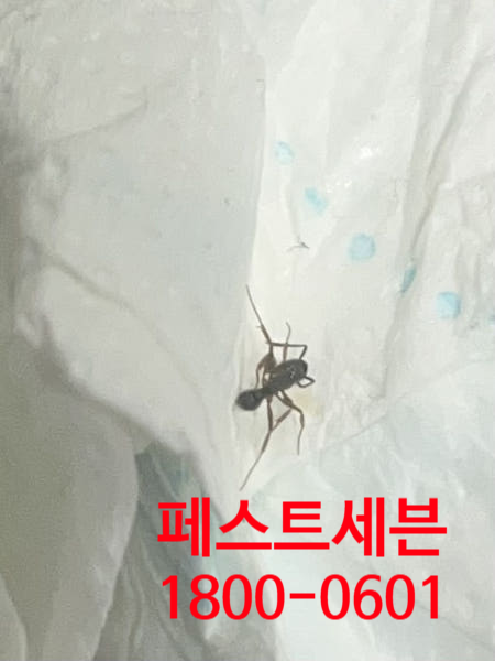 날개달린개미 날개미 원인퇴치법 살충제 추천