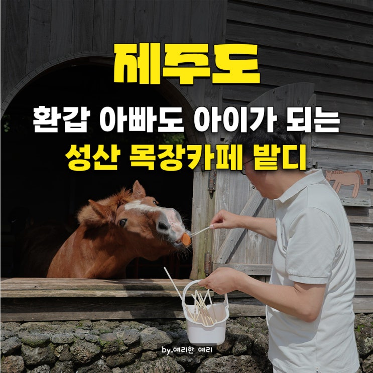  제주 목장카페 밭디,아빠도 흠뻑 빠진 제주도 성산일출봉카페 승마 이색 데이트 가격& 테마 소개