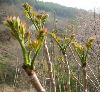  산에서 쉽게 만날 수 있는 식용 나물 종류 소개