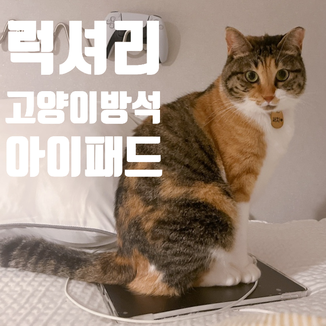  고양이의 럭셔리 방석 아이패드 위에 앉는 고양이 이유와 대처법