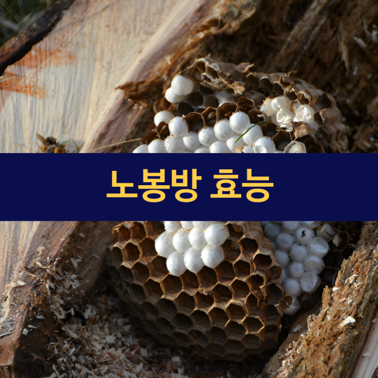  노봉방 효능 | 말벌 집 | 석청 효능