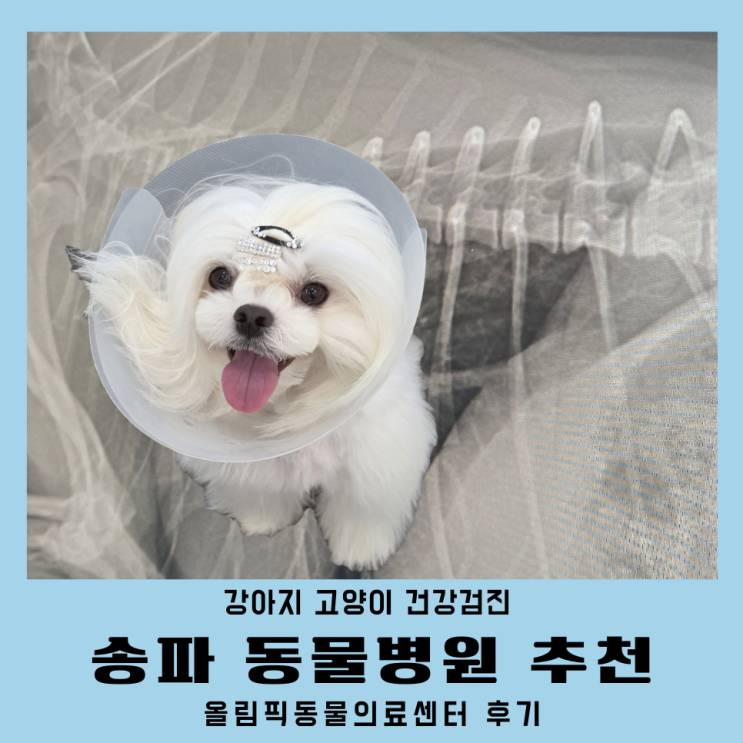  송파동물병원 강아지건강검진 비용 올림픽동물의료센터 후기