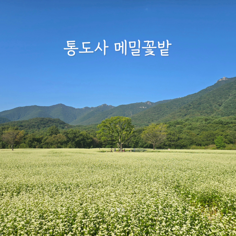 양산 가볼만한곳 통도사 메밀꽃밭 위치 개화상황 사진 꿀팁