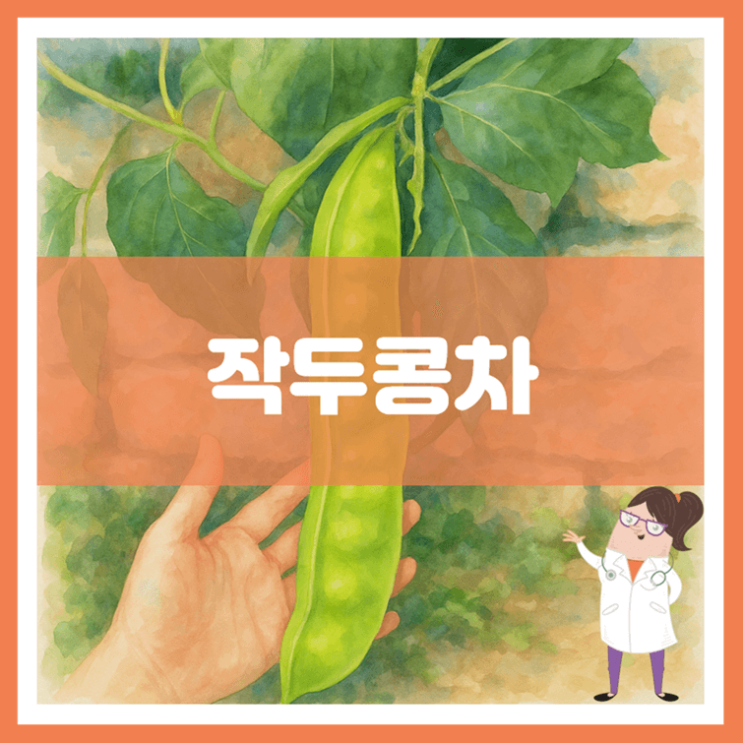  작두콩차 효능 부작용 먹는 방법