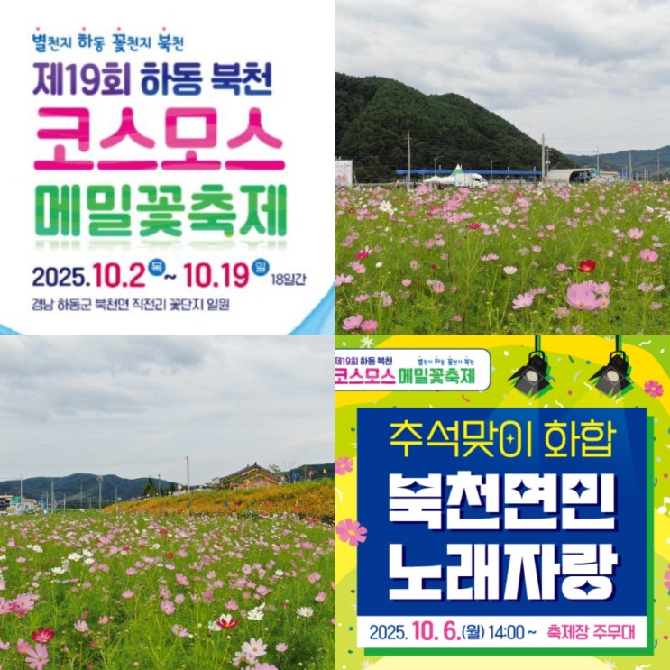  경남 하동 북천 코스모스 메밀꽃 축제 정보 10월 추석연휴 가볼만한곳 추천