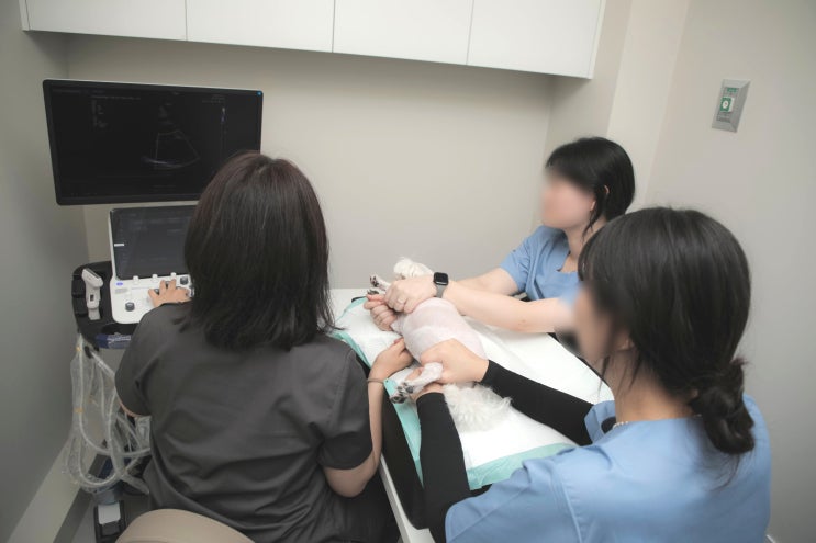  광명 철산동 24시 동물병원, 보호자님들이 가장 많이 물어보는 질문 모음