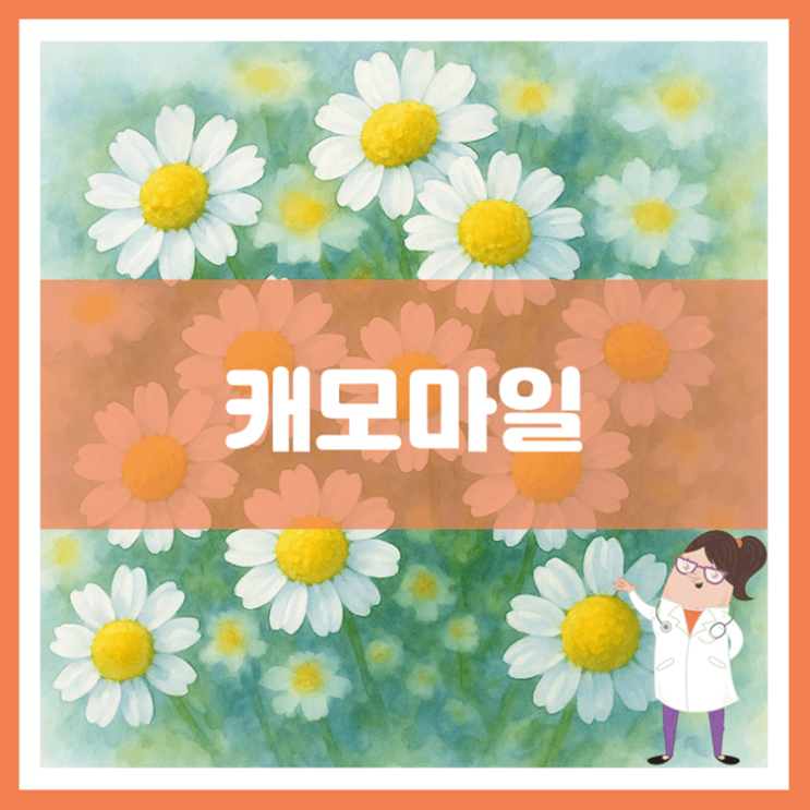  캐모마일 효능 부작용 보관방법